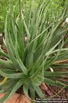 Photo: Aloe succotrina.