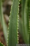 Photo: Aloe succotrina 1.