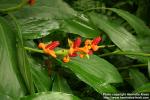 Photo: Alpinia officinarum.