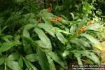 Photo: Alpinia officinarum 1.