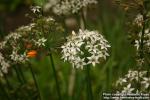 Photo: Allium tuberosum 8.