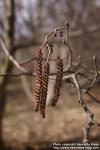 Photo: Alnus hirsuta.