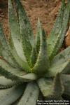 Photo: Aloe aculeata.