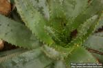 Photo: Aloe aculeata 1.