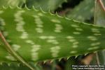 Photo: Aloe maculata 4.