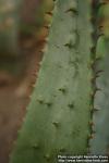 Photo: Aloe aculeata 2.