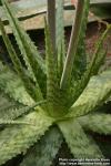 Photo: Aloe grandidentata.