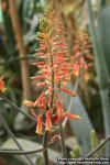 Photo: Aloe grandidentata 2.