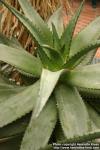 Photo: Aloe ferox 2.