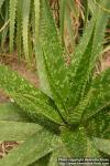 Photo: Aloe pruinosa.