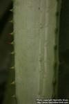 Photo: Aloe marlothii 1.