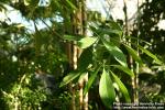 Photo: Alstonia scholaris 2.