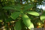 Photo: Alstonia scholaris 3.