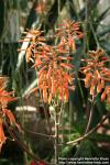 Photo: Aloe maculata 6.