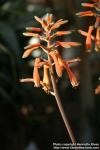 Photo: Aloe maculata 7.