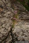 Photo: Allium schoenoprasum 9.