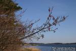 Photo: Alnus glutinosa 10.