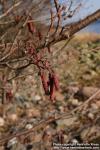 Photo: Alnus glutinosa 14.