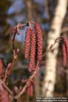 Photo: Alnus glutinosa 15.