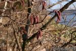 Photo: Alnus glutinosa 16.