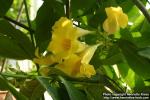 Photo: Allamanda puberula 1.