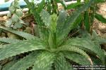 Photo: Aloe greatheadii 2.