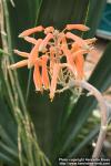 Photo: Aloe maculata 10.