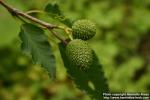 Photo: Alnus japonica 4.