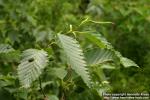 Photo: Alnus japonica 6.