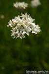 Photo: Allium tuberosum 11.