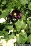 Photo: Alcea rosea 17.