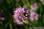 Photo: Allium senescens 2.