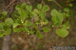 Photo: Alnus glutinosa 18.