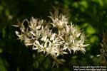 Photo: Allium ursinum 3.