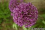 Photo: Allium aflatunense 4.