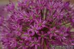 Photo: Allium aflatunense 6.