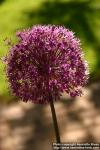 Photo: Allium aflatunense 7.