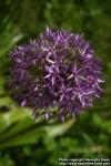 Photo: Allium 6.