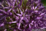 Photo: Allium 7.