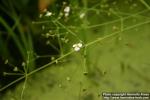 Photo: Alisma plantago-aquatica 7.