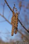 Photo: Alnus glutinosa 19.