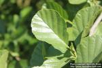 Photo: Alnus glutinosa 22.