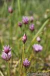 Photo: Allium schoenoprasum 16.