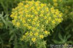 Photo: Alyssum murale 1.