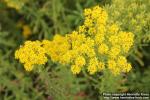 Photo: Alyssum murale 5.