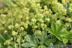 Photo: Alchemilla alpina 7.