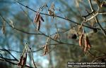 Photo: Alnus incana 1.