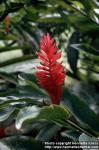 Photo: Alpinia purpurata 2.