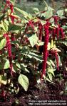 Photo: Amaranthus caudatus.