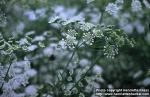 Photo: Ammi majus 1.